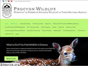 procyonwildlife.com