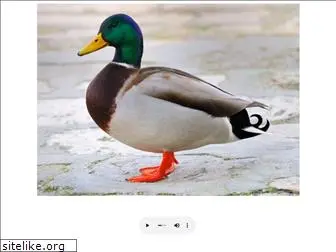 quack.cz