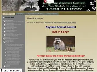raccoonremovals.com