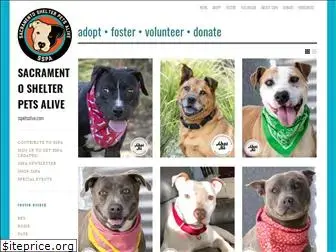 saccountydogs.com