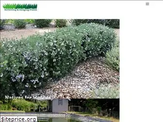 screenhedgeplants.com.au