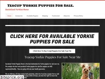 socializedyorkieshome.com