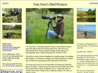 tgreybirds.com