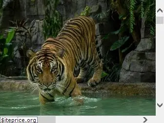 tigerkingdom.com