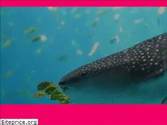 whalesharktourcancun.com