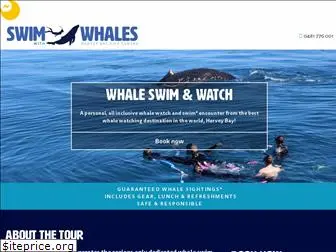 whaleswimsherveybay.com.au