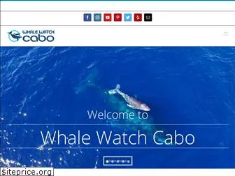 whalewatchcabo.com