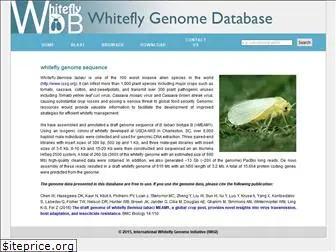 whiteflygenomics.org