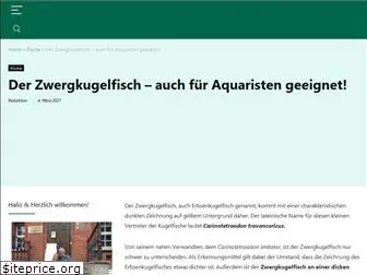 zwergkugelfisch.de